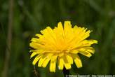 20060615_102909 Taraxacum alpinum - Dente di Leone alpino.jpg